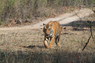Hindistan tiger içinde Milli Parkı bandhavgarh