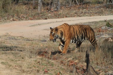 Hindistan tiger içinde Milli Parkı bandhavgarh