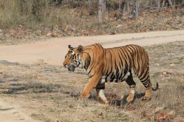 Hindistan tiger içinde Milli Parkı bandhavgarh