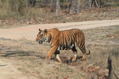 Hindistan tiger içinde Milli Parkı bandhavgarh