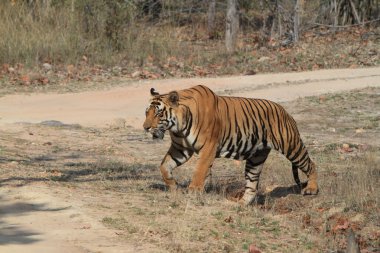 Hindistan tiger içinde Milli Parkı bandhavgarh