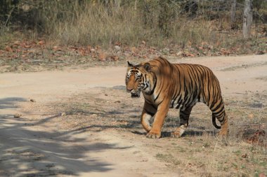 Hindistan tiger içinde Milli Parkı bandhavgarh