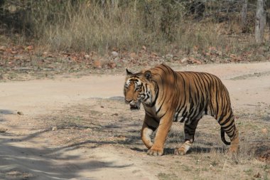 Hindistan tiger içinde Milli Parkı bandhavgarh