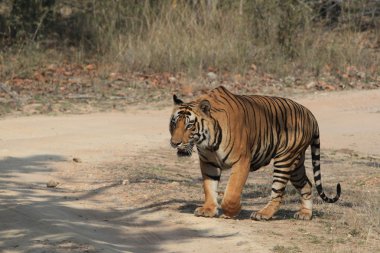 Hindistan tiger içinde Milli Parkı bandhavgarh