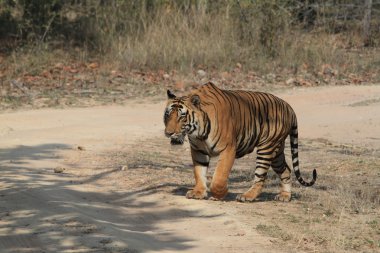 Hindistan tiger içinde Milli Parkı bandhavgarh