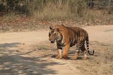 Hindistan tiger içinde Milli Parkı bandhavgarh