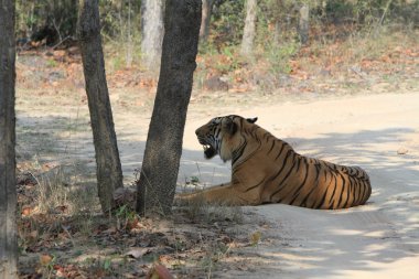 Hindistan tiger içinde Milli Parkı bandhavgarh