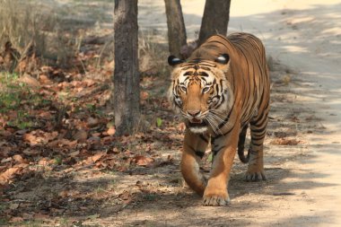 Hindistan tiger içinde Milli Parkı bandhavgarh