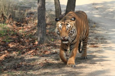 Hindistan tiger içinde Milli Parkı bandhavgarh