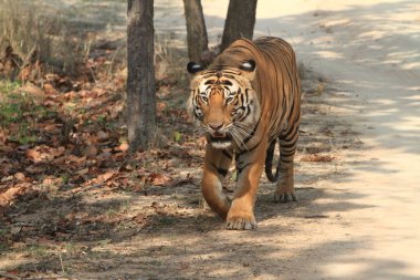 Hindistan tiger içinde Milli Parkı bandhavgarh