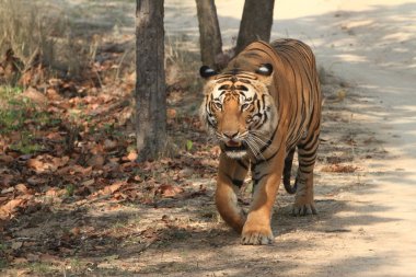 Hindistan tiger içinde Milli Parkı bandhavgarh