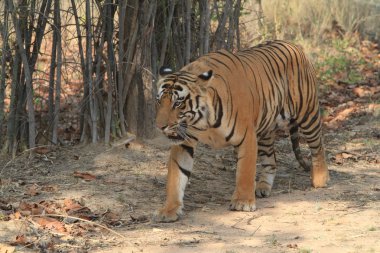 Hindistan tiger içinde Milli Parkı bandhavgarh