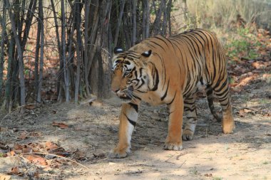 Hindistan tiger içinde Milli Parkı bandhavgarh
