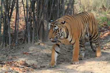 Hindistan tiger içinde Milli Parkı bandhavgarh