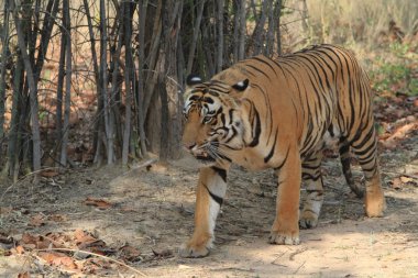 Hindistan tiger içinde Milli Parkı bandhavgarh
