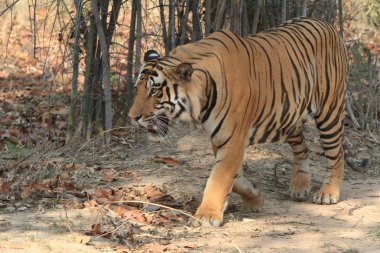 Hindistan tiger içinde Milli Parkı bandhavgarh