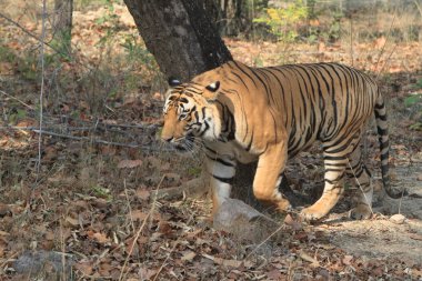 Hindistan tiger içinde Milli Parkı bandhavgarh