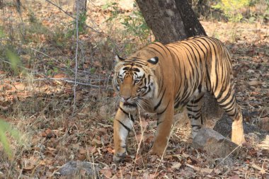Hindistan tiger içinde Milli Parkı bandhavgarh