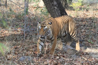 Hindistan tiger içinde Milli Parkı bandhavgarh