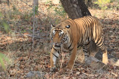 Hindistan tiger içinde Milli Parkı bandhavgarh