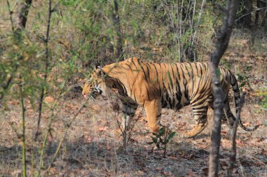 Hindistan tiger içinde Milli Parkı bandhavgarh