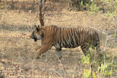 Hindistan tiger içinde Milli Parkı bandhavgarh