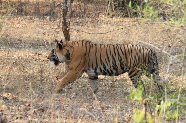 Hindistan tiger içinde Milli Parkı bandhavgarh