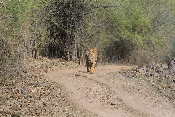 Tigre indio en el Parque Nacional Bandhavgarh — Foto de Stock