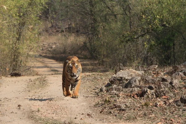 Индийский тигр в национальном парке Бандхавгарх — стоковое фото