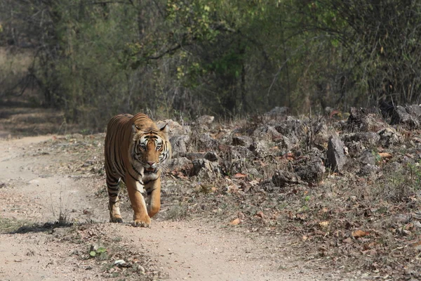 Tigre indiano no Parque Nacional Bandhavgarh — Fotografia de Stock