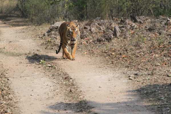 Indischer Tiger im Nationalpark Bandhavgarh — Stockfoto