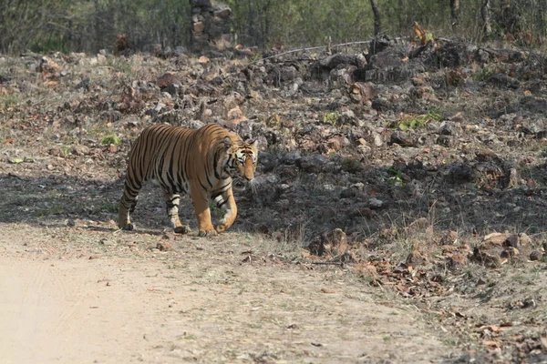 Indiai tiger, a nemzeti park Bandhavgarh városában — Stock Fotó