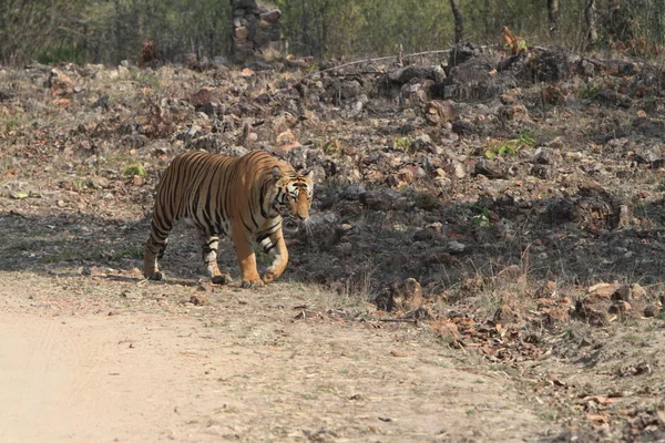 Ινδική τίγρη σε το εθνικό πάρκο bandhavgarh — Φωτογραφία Αρχείου