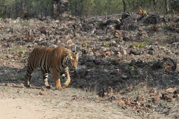 Indian Tiger in the National Park Bandhavgarh — Stock Photo, Image