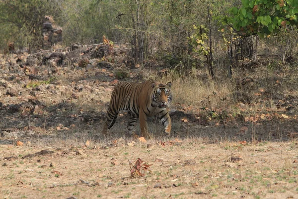 Tigre indien dans le parc national Bandhavgarh — Photo