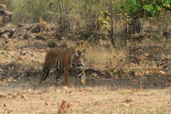 Indické tygr v národním parku bandhavgarh — Stock fotografie