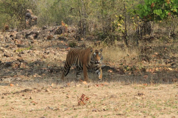 Indian Tiger in the National Park Bandhavgarh — Stock Photo, Image