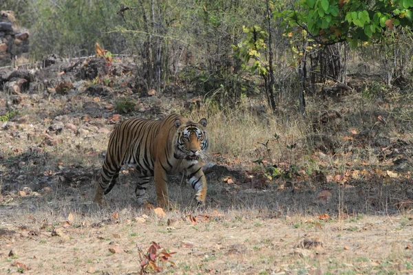 Indiase tijger in het nationaal park bandhavgarh — Stockfoto