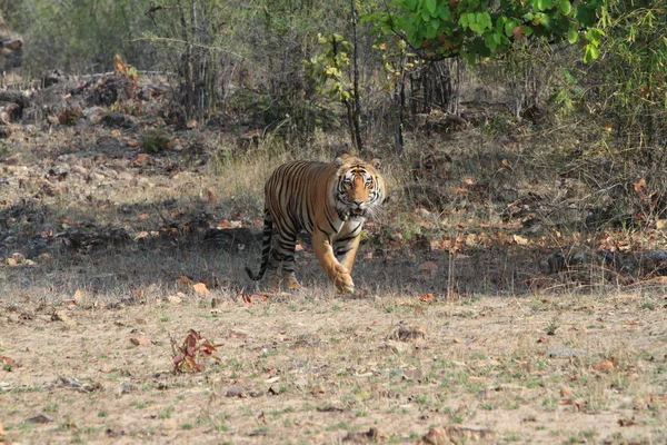 Indischer Tiger im Nationalpark Bandhavgarh — Stockfoto
