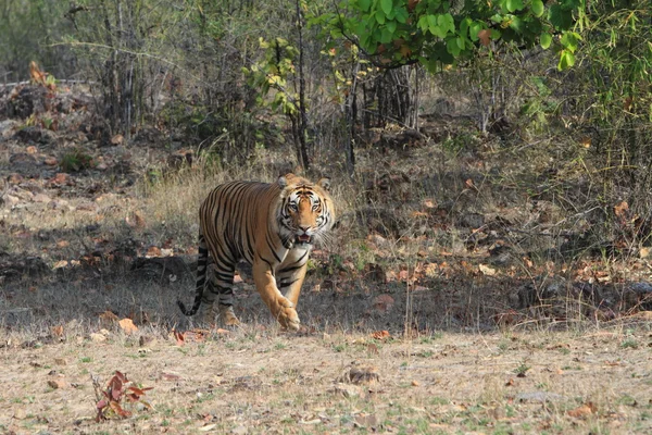 Indiai tiger, a nemzeti park Bandhavgarh városában — стокове фото