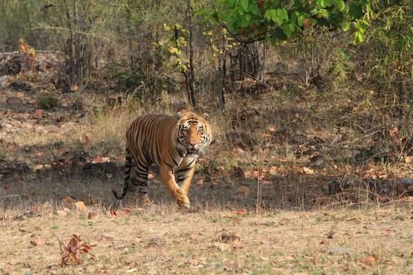 Indian Tiger in the National Park Bandhavgarh — Stock Photo, Image