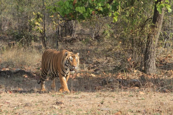 Indian Tiger in the National Park Bandhavgarh — Stock Photo, Image