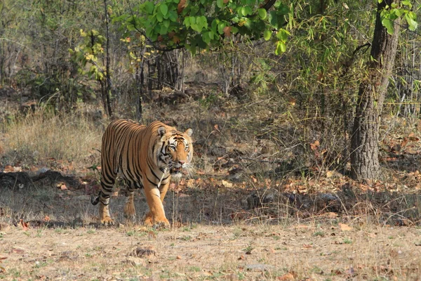 Tigre indio en el Parque Nacional Bandhavgarh —  Fotos de Stock