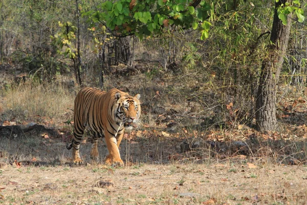 Indiai tiger, a nemzeti park Bandhavgarh városában — стокове фото