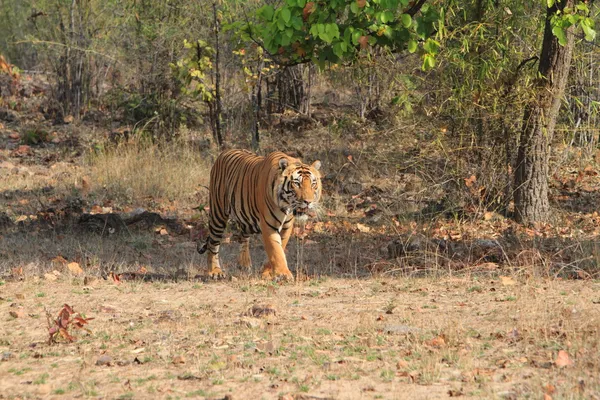 Ινδική τίγρη σε το εθνικό πάρκο bandhavgarh — Φωτογραφία Αρχείου