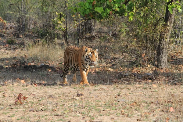 Indiai tiger, a nemzeti park Bandhavgarh városában — стокове фото