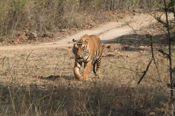 Ινδική τίγρη σε το εθνικό πάρκο bandhavgarh — Φωτογραφία Αρχείου