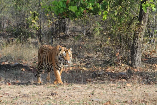 Tigre indiano no Parque Nacional Bandhavgarh — Fotografia de Stock