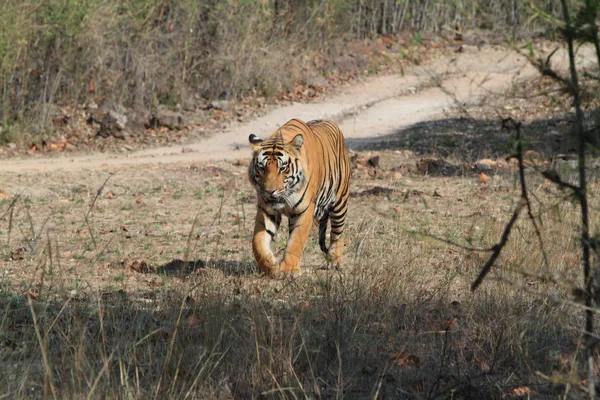 Tigre indiano no Parque Nacional Bandhavgarh — Fotografia de Stock