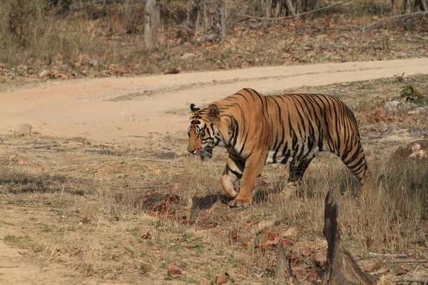 Indian Tiger in the National Park Bandhavgarh — Stock Photo, Image